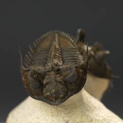 Detail front view of dark trilobite, another out of focus behind.
