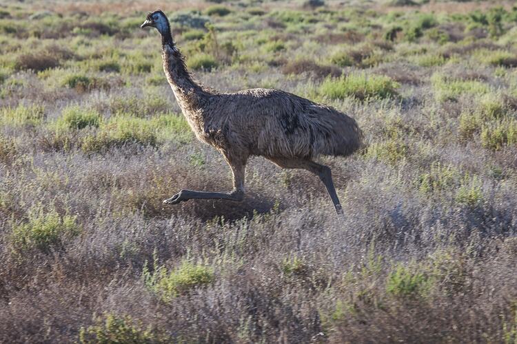 An Emu running.