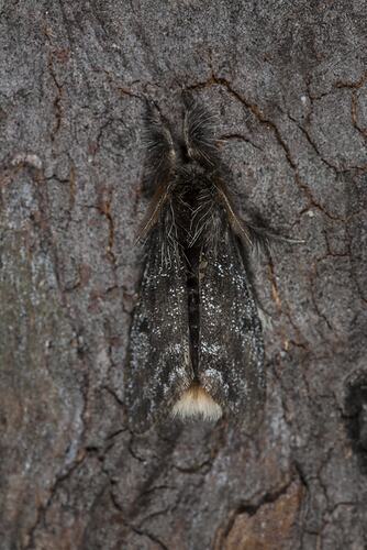 <em>Urocoma marginalis</em>, moth. Neds Corner, Victoria.