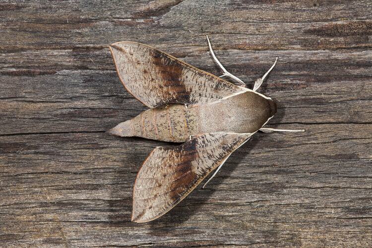 <em>Hippotion scrofa</em>, Coprosma Hawk-Moth. Neds Corner, Victoria.