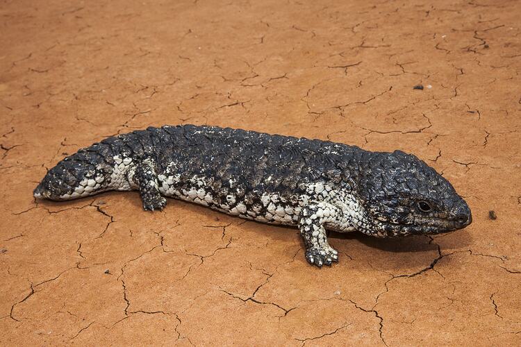 Rough-scaled lizard on cracked, red ground.