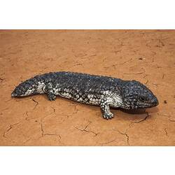 <em>Tiliqua rugosa</em> (Gray, 1825), Stumpy-tail Lizard