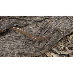 Long, snake-like coppery lizard with narrow backlegs.