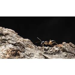 <em>Camponotus consobrinus</em> (Erichson, 1842)