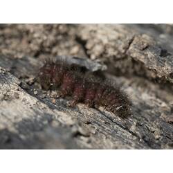 Family Anthelidae, anthelid moth. Murray Explored Bioscan.