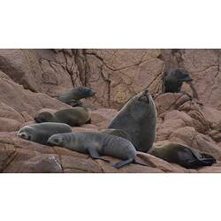 Group of fur seal on rocks.