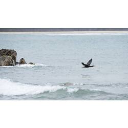 Black cormorant in flight above water.