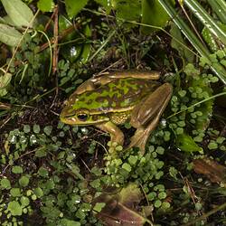 Green and Golden Bell Frog.