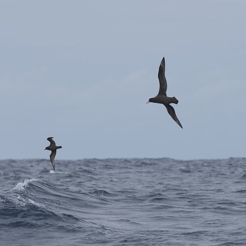 Two dark sea birds swooping over open water.