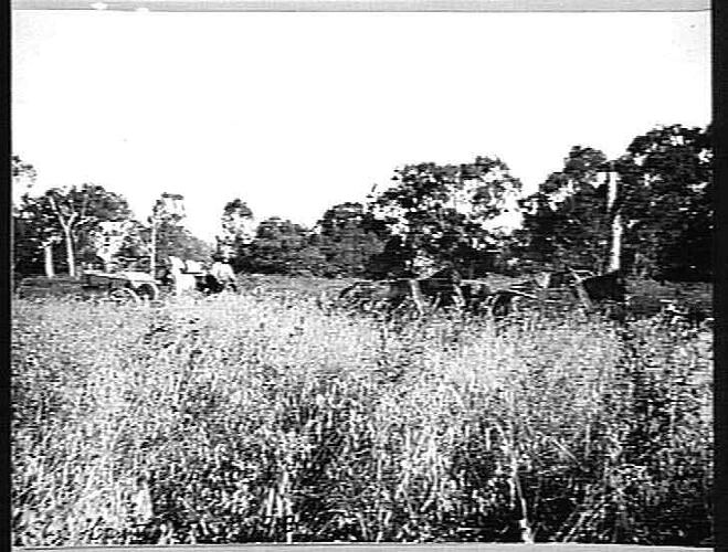 SLY, HENTY N.S.W. 1918