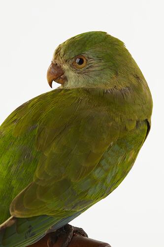 Detail of mounted green parrot specimen.