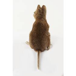 Rear view of taxidermied Quokka specimen.