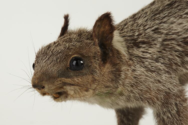 Head and shoulders of taxidermied squirrel specimen.