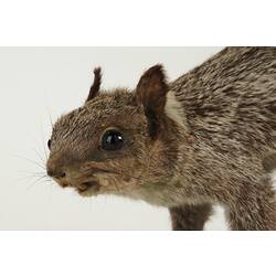 Head and shoulders of taxidermied squirrel specimen.