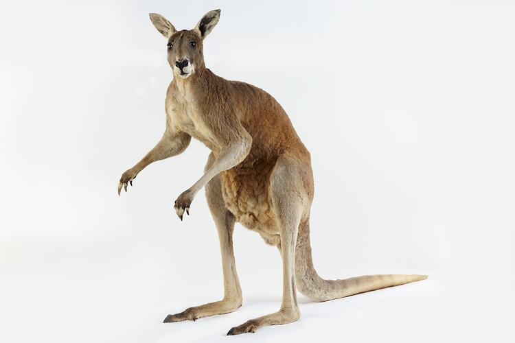 Taxidermied Red Kangaroo specimen.