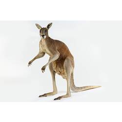 Taxidermied Red Kangaroo specimen.