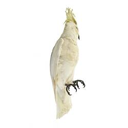 Side view of sulphur-crested cockatoo specimen.