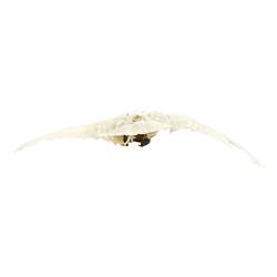 Rear view of cockatoo specimen mounted in flight.