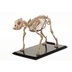 Kilburn Duke, prize winning bulldog. <em>Canis lupus familiaris</em>, skeleton. [C 29898.1]