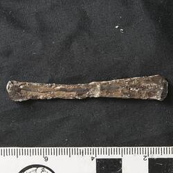 Slender fossil bone on black cloth with ruler.