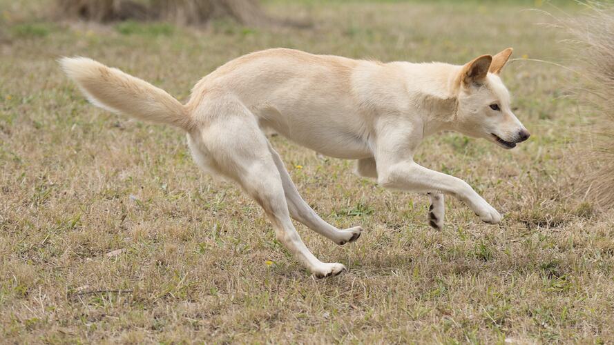 Category:Canis lupus dingo - Wikimedia Commons