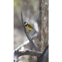 Yellow bird with black and white head on branch.