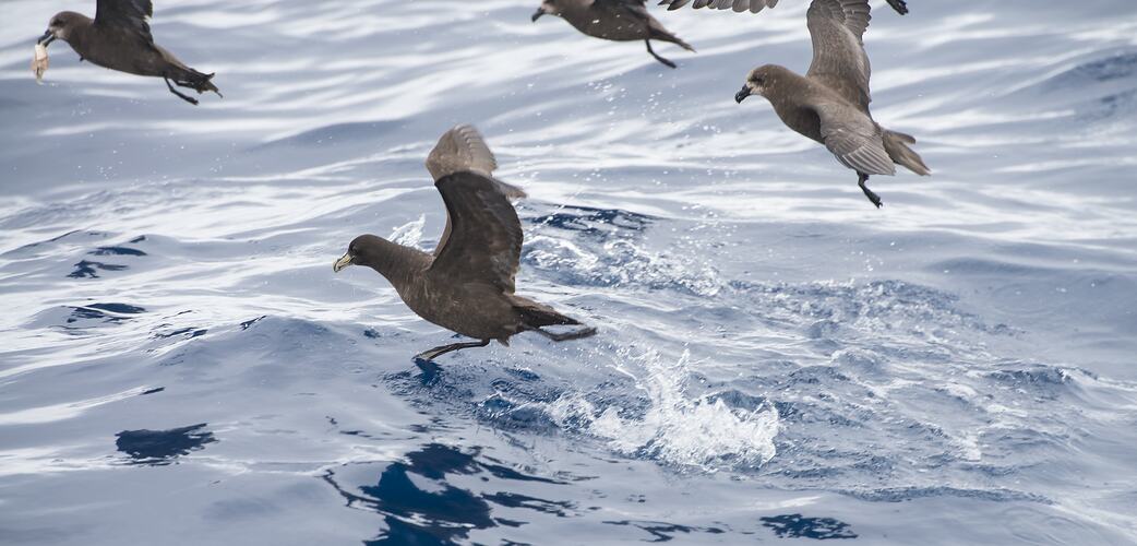 White-chinned Petrel (landing central).