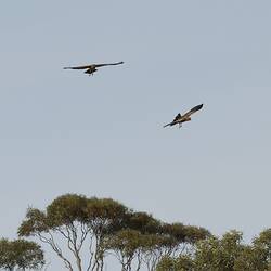 Two raptors gliding above trees,