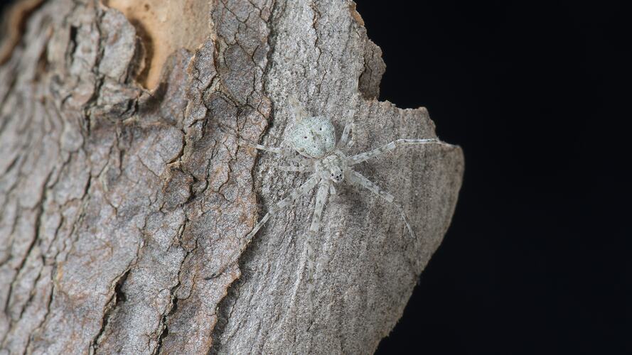 Long-tailed Spider.