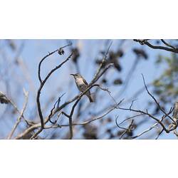 <em>Sugomel niger</em>, Black Honeyeater, juvenile. Hattah National Park, Victoria.