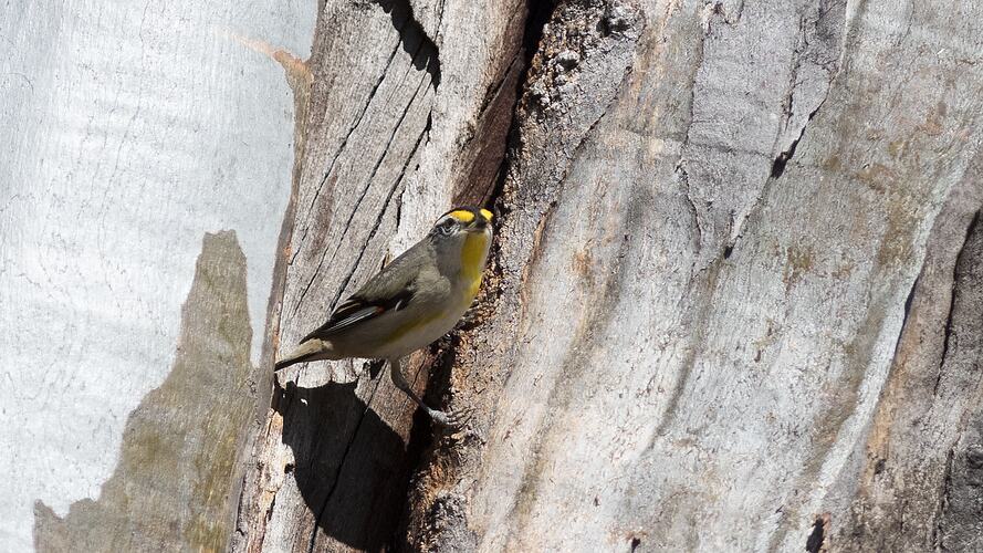 Small bird with bright yellow head on trunk.