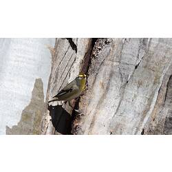 Small bird with bright yellow head on trunk.
