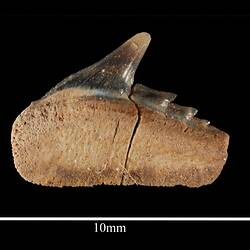 Dark fossil teeth on bone.