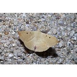 <em>Anthela acuta</em>, moth. Wilsons Promontory National Park, Victoria.