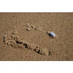 Mauve snail with trail on sand.