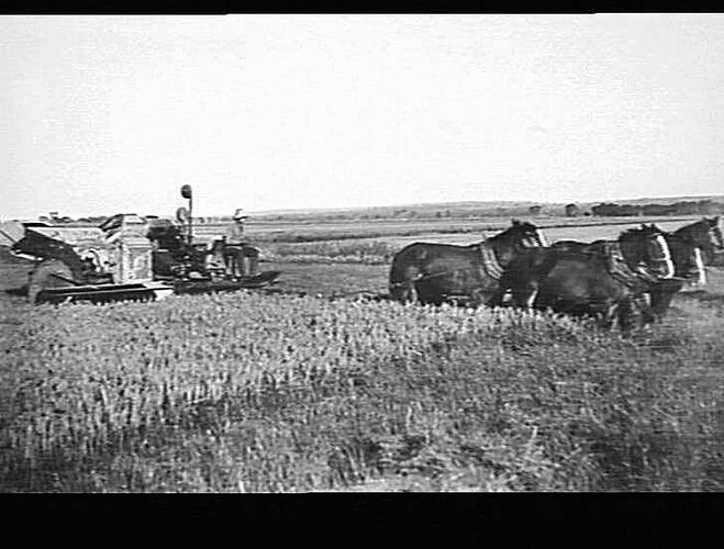 W.A. JOHNSTONE,YENDA. 6 HORSE TEAM. 2 TONS PER ACRE.