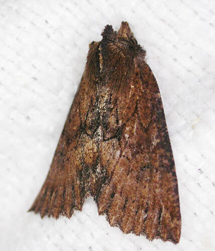 <em>Nisista serrata</em>, moth. Great Otway National Park, Victoria.