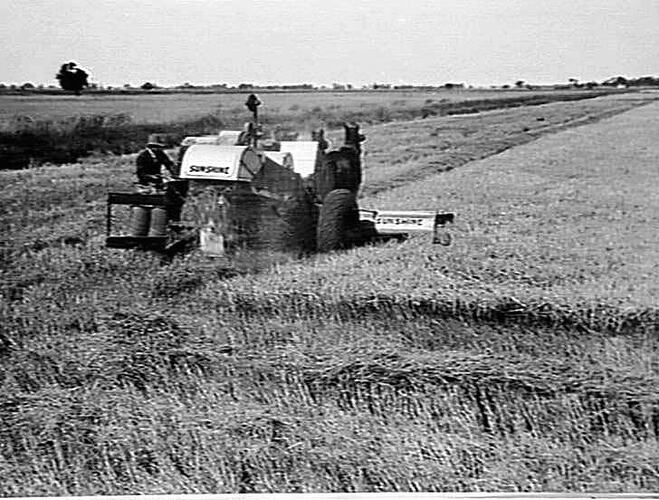 RICE HEADER WITH NEW H.S.T. FRONT AND RUBBER TYRES ON D.J. LASHBROOK'S FARM, LEETON N.S.W. 170 ACRES YIELDING 2 1/4 TONS PER ACRE: 13 MAY 1936