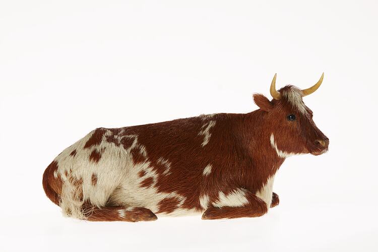 Model of seated brown and white cow. Right profile.