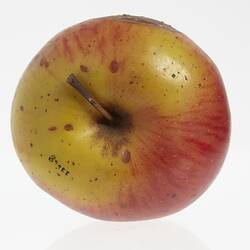 Wax model of an apple painted red and yellow. Has brown stem. Brown spots on top view.