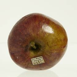 Wax apple model painted red with a little green. Paper label affixed to base.