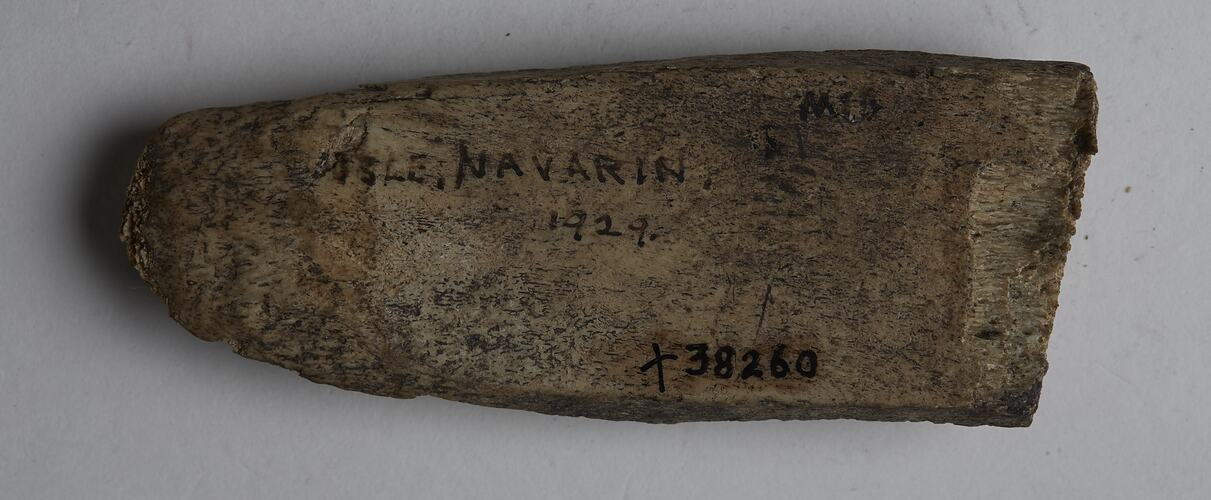 Bone wedge collected from a kitchen midden on Navarino Island, Chile between May and June 1929.