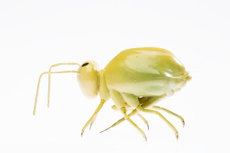 Model - Lucerne Flea, Magnified X50, 1956
