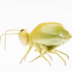 Model - Lucerne Flea, Magnified X50, 1956