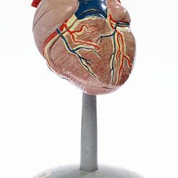 Human Heart Model