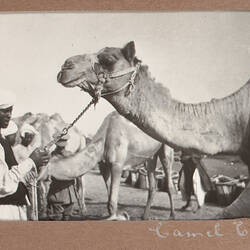 Photograph - 'Camel Corps', World War I, 1915-1917