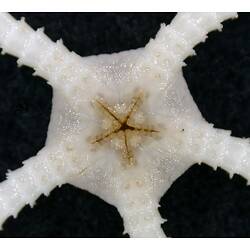 Front view of white brittle star with close-up of oral disc on black background.
