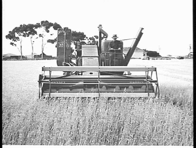726 SELF-PROPELLED HEADER IN CROP OF BARLEY AT ROCKBANK: NOV 1951