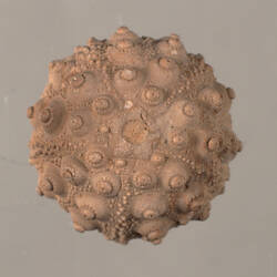 <em>Cidaris florigemma</em>, fossil sea urchin. [P 75371]