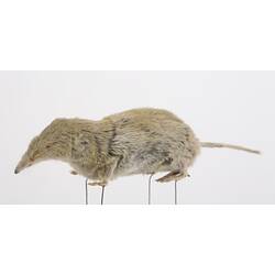 Side view of mounted shrew specimen.